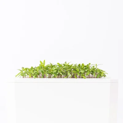 Citrus tagetes microgreens - side view Citrus tagetes microgreens - side view
