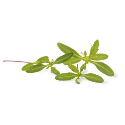 Several leaves of Citrus tagetes microgreens Several leaves of Citrus tagetes microgreens