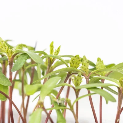 Focus on Pink tagetes microgreens Focus on Pink tagetes microgreens