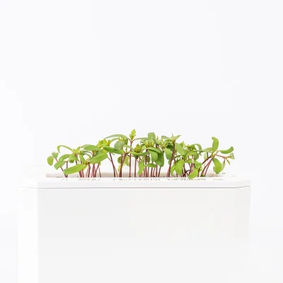 Pink tagetes microgreens- side view Pink tagetes microgreens- side view