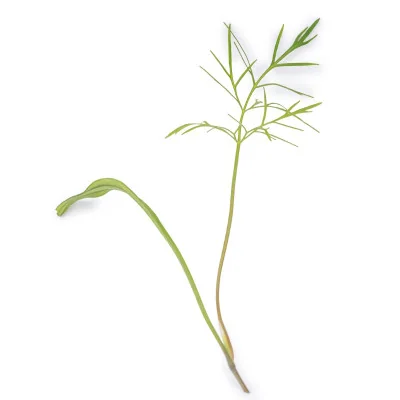 Leaf of Fennel microgreens Leaf of Fennel microgreens