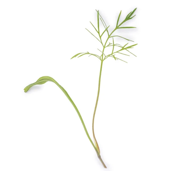 Leaf of Fennel microgreens