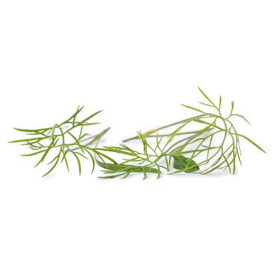 Several leaves of Fennel microgreens Several leaves of Fennel microgreens