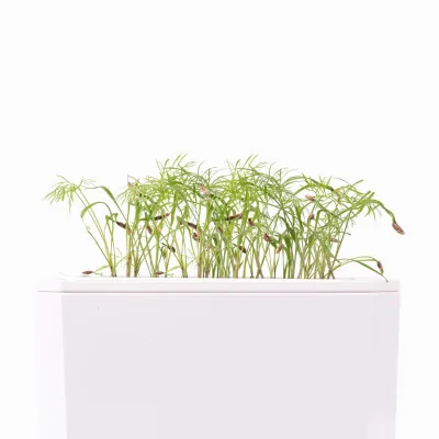 Fennel microgreens- side view Fennel microgreens- side view