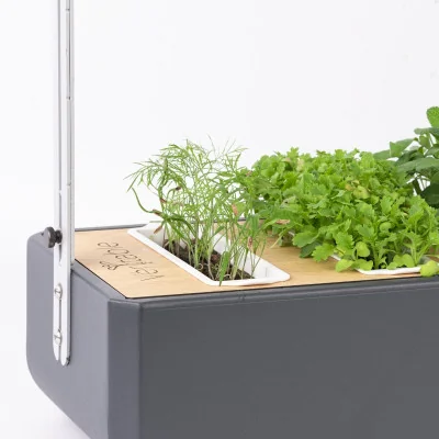 Fennel microgreens in Gourmet Fennel microgreens in Gourmet