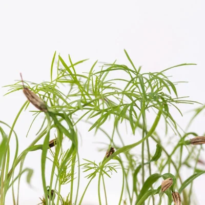 Focus on Fennel microgreens Focus on Fennel microgreens