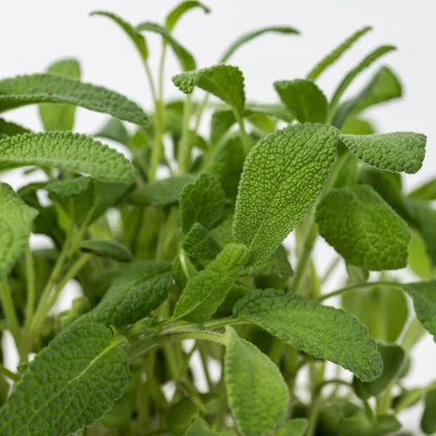 Focus on Sage microgreens Focus on Sage microgreens
