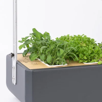 Sage microgreens in Gourmet Sage microgreens in Gourmet