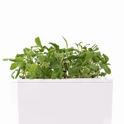 Sage microgreens - side view Sage microgreens - side view