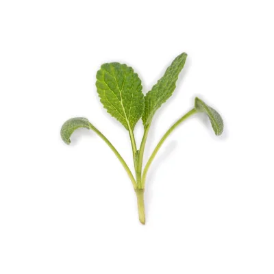 Leaf of Sage microgreens Leaf of Sage microgreens