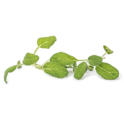 Several leaves de Sage microgreens Several leaves de Sage microgreens