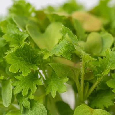 Focus on Wasabi mustard microgreens Focus on Wasabi mustard microgreens