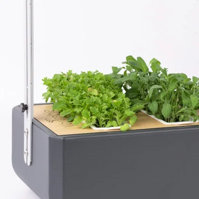 Wasabi mustard microgreens in Gourmet Wasabi mustard microgreens in Gourmet