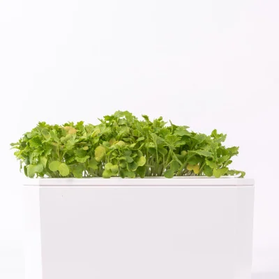 Wasabi mustard microgreens - side view Wasabi mustard microgreens - side view