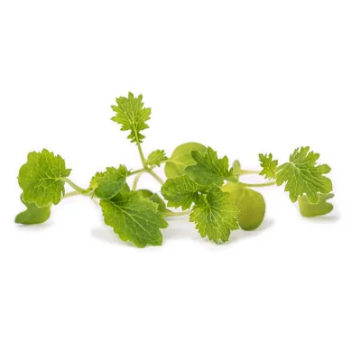 Several leaves of Wasabi mustard microgreens Several leaves of Wasabi mustard microgreens