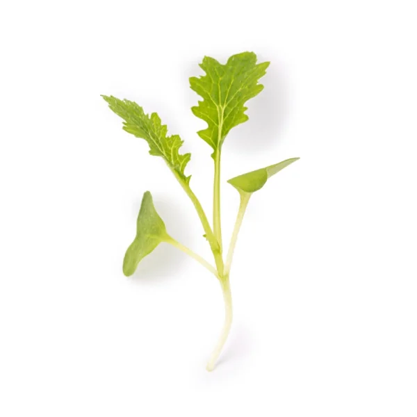 Leaf of Wasabi mustard microgreens