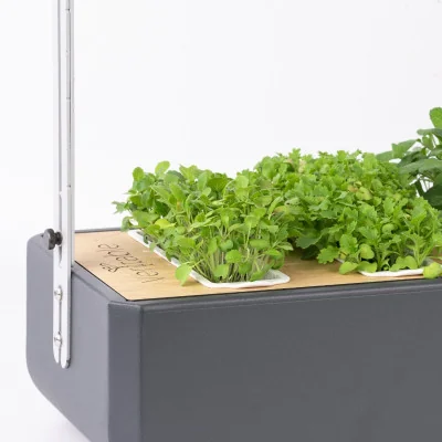 Turnip microgreens in Gourmet Turnip microgreens in Gourmet