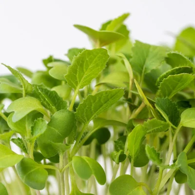 Focus on Turnip microgreens Focus on Turnip microgreens