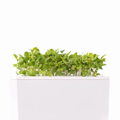 Turnip microgreens - side view Turnip microgreens - side view