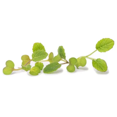 Several leaves of Turnip microgreens Several leaves of Turnip microgreens