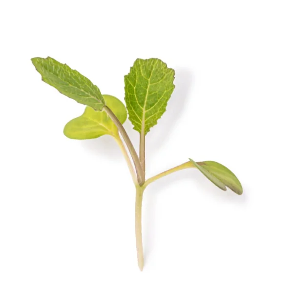 Leaf of Turnip microgreens