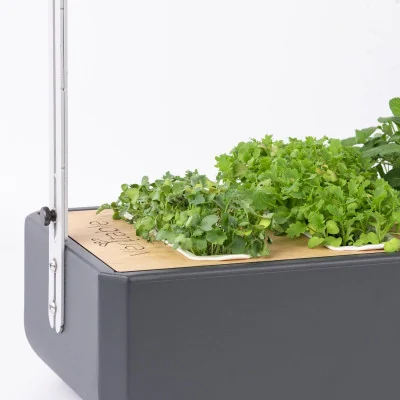 Green kale microgreens in Gourmet Green kale microgreens in Gourmet