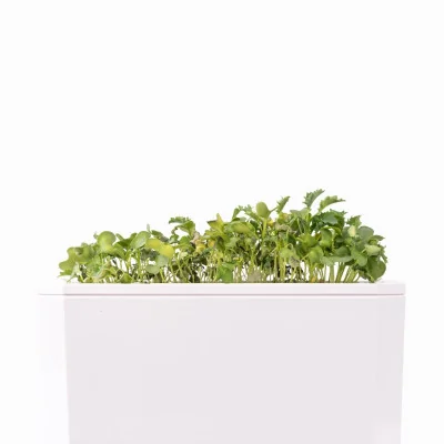 Green kale microgreens - side view Green kale microgreens - side view