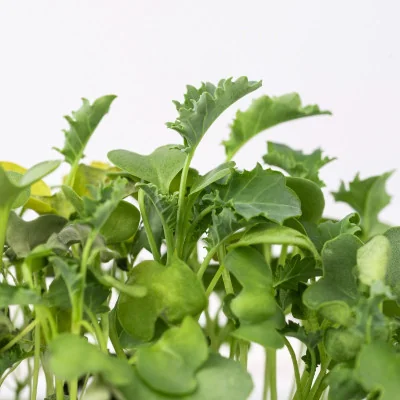 Focus on Green kale microgreens Focus on Green kale microgreens