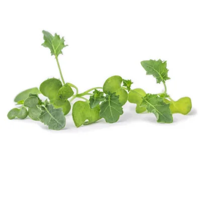 Several leaves of Green kale microgreens Several leaves of Green kale microgreens