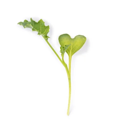 Leaf of Green kale microgreens Leaf of Green kale microgreens