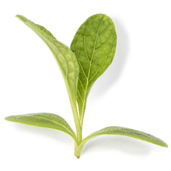 Borage microgreens leaf