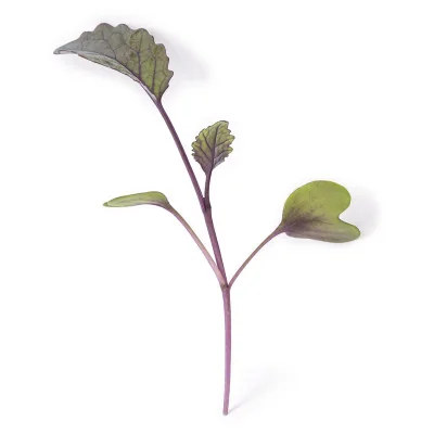 Leaf of Kohlrabi microgreens Leaf of Kohlrabi microgreens