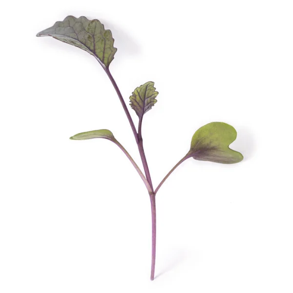 Leaf of Kohlrabi microgreens