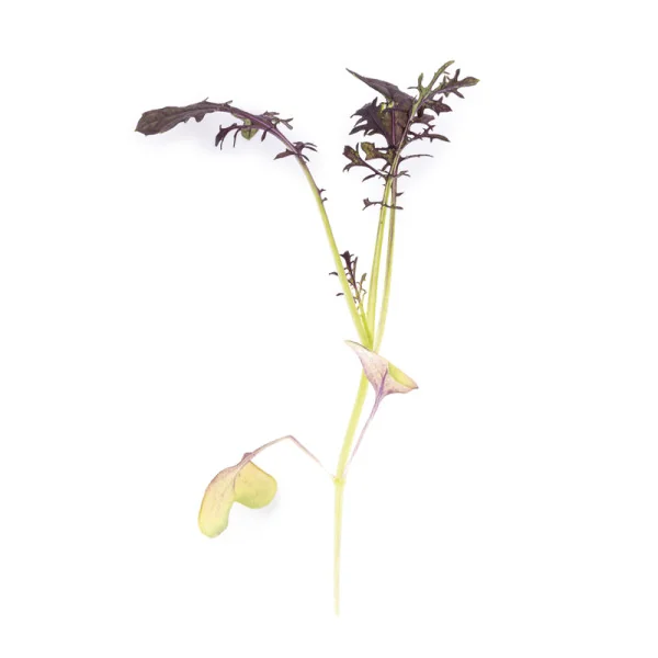 Leaf of Red Mustard microgreens