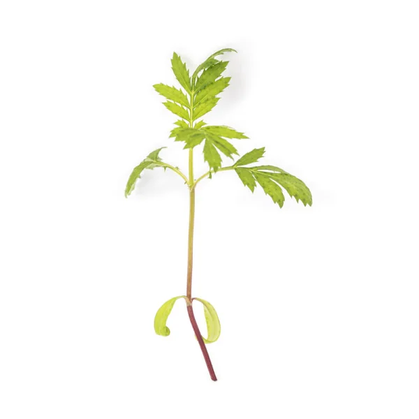 Leaf of Pink tagetes microgreens
