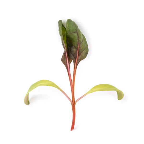 feuille de Micropousses Blette