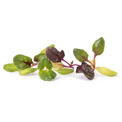 plusieurs feuilles de Micropousses Blette plusieurs feuilles de Micropousses Blette