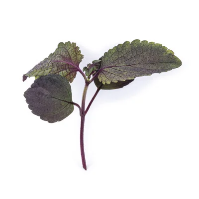 Feuille de Micropousses Shiso bicolore Feuille de Micropousses Shiso bicolore