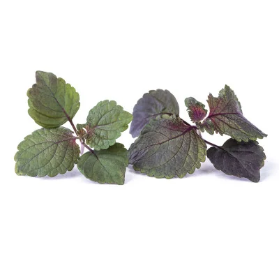 Plusieurs feuilles de Micropousses Shiso bicolore Plusieurs feuilles de Micropousses Shiso bicolore