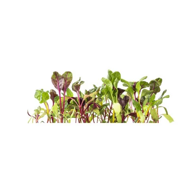 Swiss chard microgreens- side view Swiss chard microgreens- side view