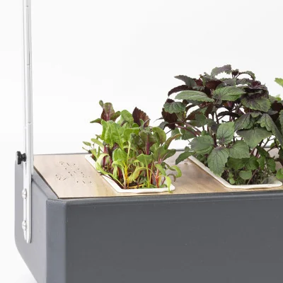 Swiss chard microgreens in Gourmet Swiss chard microgreens in Gourmet