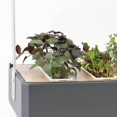 Micropousses Shiso bicolore dans Gourmet Micropousses Shiso bicolore dans Gourmet