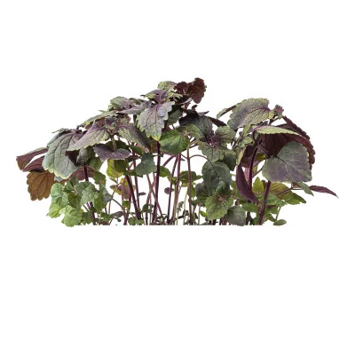 Micropousses Shiso bicolore - vu de profil Micropousses Shiso bicolore - vu de profil