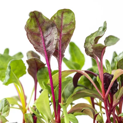 Focus on Swiss chard microgreens Focus on Swiss chard microgreens