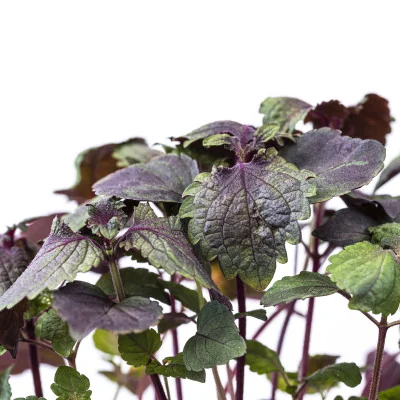 Zoom sur Micropousses Shiso bicolore Zoom sur Micropousses Shiso bicolore
