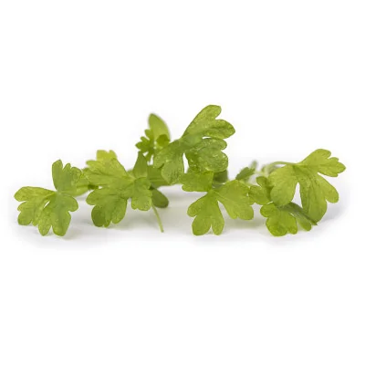Several leaves of Celery microgreens Several leaves of Celery microgreens