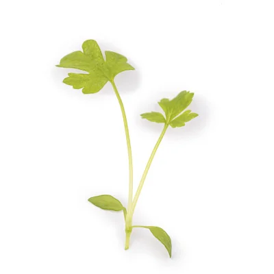 Leaf of Celery microgreens Leaf of Celery microgreens
