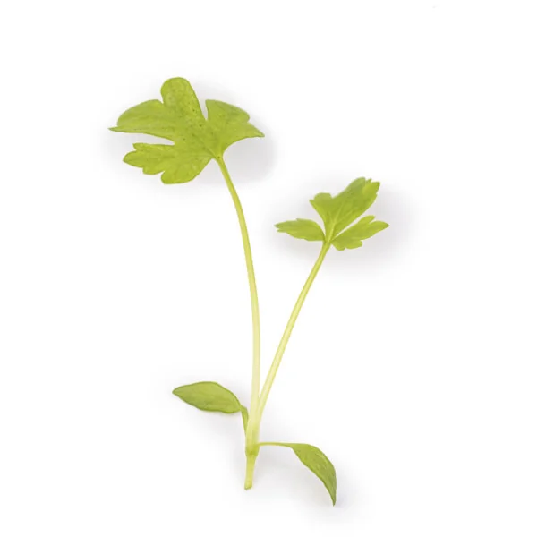 Leaf of Celery microgreens