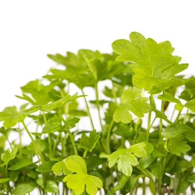 Focus on Celery microgreens Focus on Celery microgreens