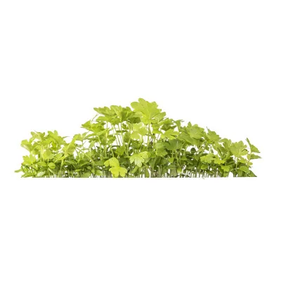 Celery microgreens - side view Celery microgreens - side view